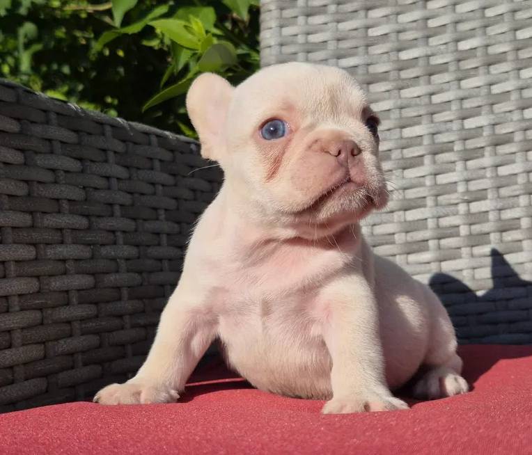 Vand fetita bulldog francez
