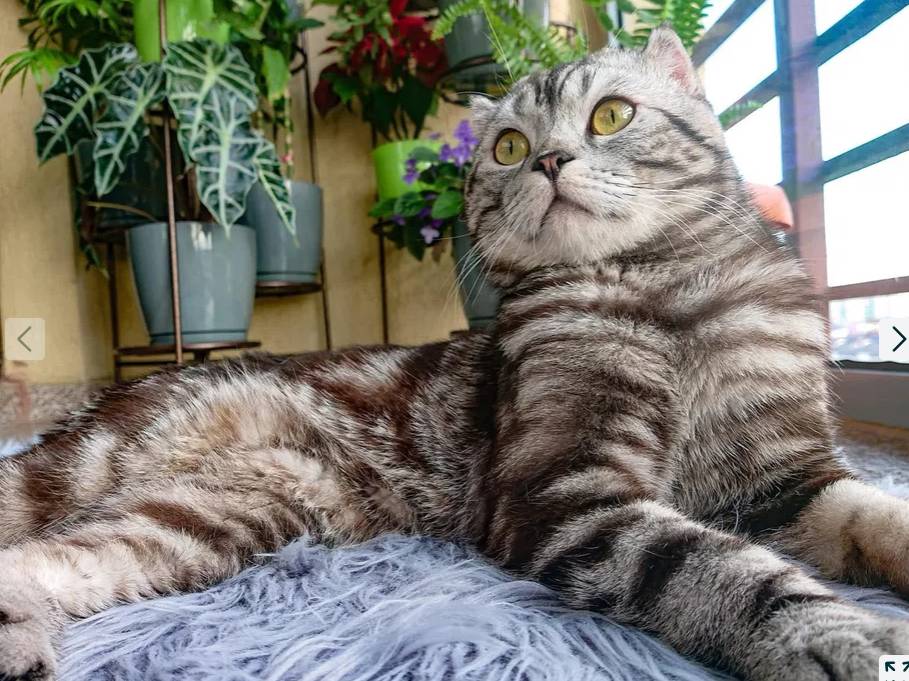 Motan scottish fold pentru adoptie