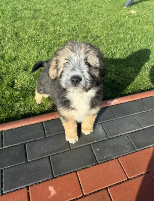 Se ofera spre donatie cațeluşa (zona miroslava)